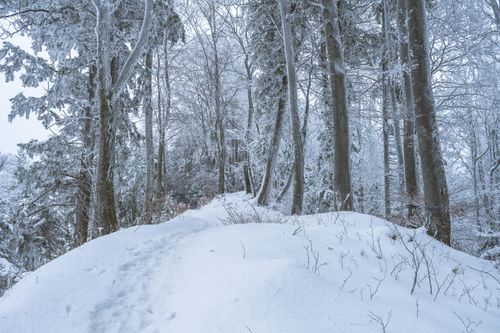 Free A tranquil snow-covered forest path creates a serene winter ambiance. Stock Photo