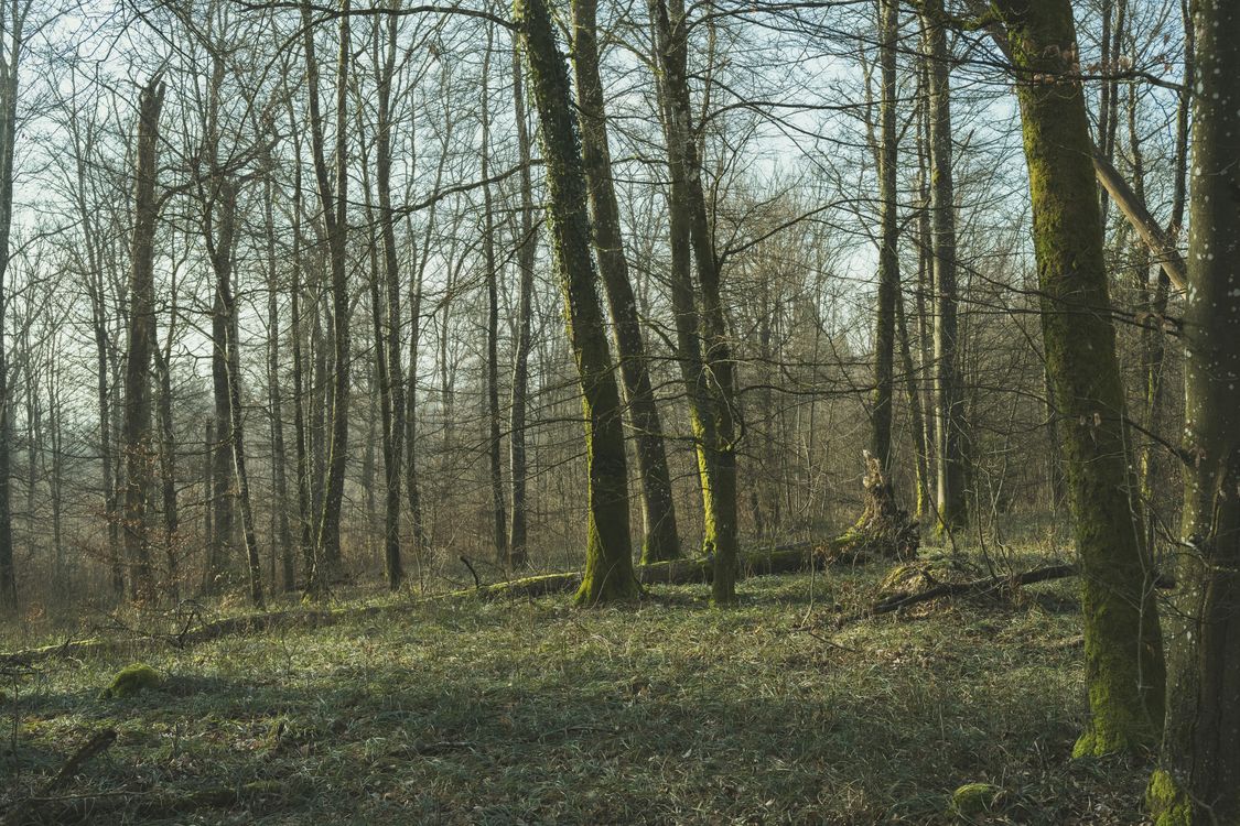Less Forest Leafless Dense Forest · Free Stock Photo