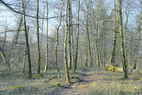 View of a Forest in Spring 