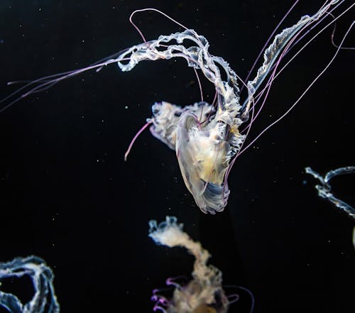 Fotobanka s bezplatnými fotkami na tému divočina, medúza, more