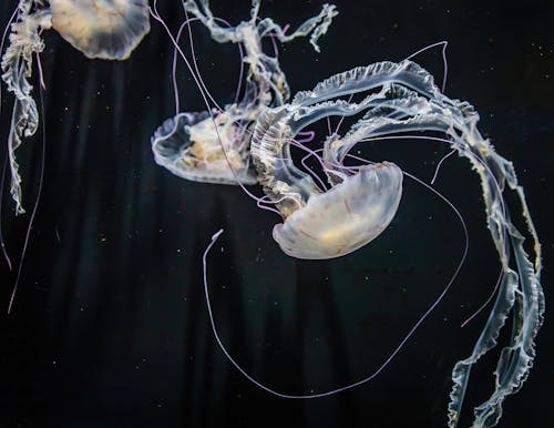 Immagine gratuita di acqua, animale, animali selvatici