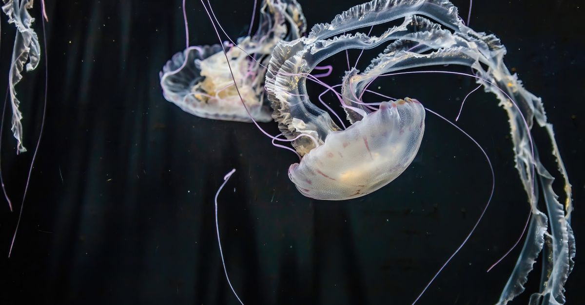 Animales con capacidades biológicas sorprendentes para encontrar alimento y evitar depredadores Animales con capacidades biológicas sorprendentes para encontrar alimento y evitar depredadores