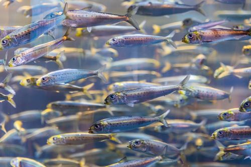 Free Dynamic image of a school of sardines swimming in vibrant hues underwater. Stock Photo