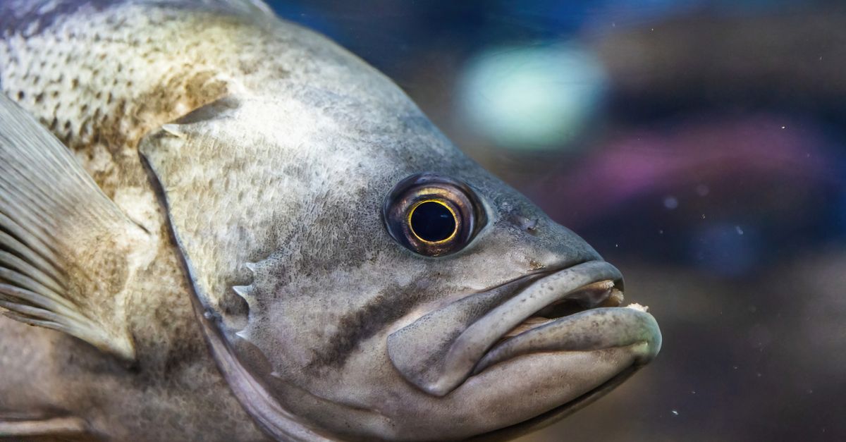 Cropped Image Fish Close up of a Fish · Free Stock Photo