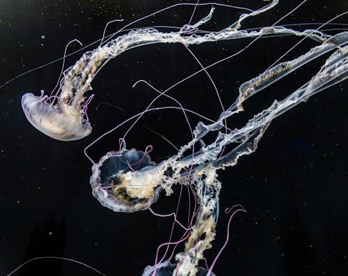 Fotobanka s bezplatnými fotkami na tému medúza, more, morský život