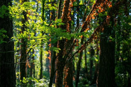 Sunlight filtering through dense forest foliage creating a serene and natural scene.