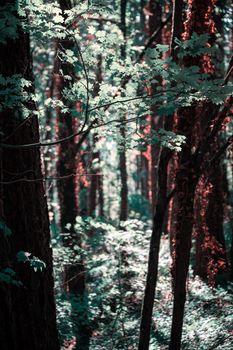 Serene view of sunlit forest trees and foliage, evoking tranquility and nature's beauty.