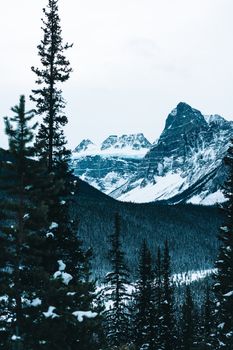 Stunning view of snow-covered mountains amidst evergreen trees in Banff, showcasing winter wilderness beauty.
