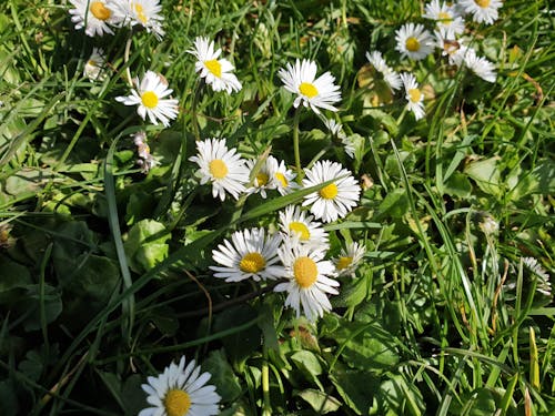 꽃, 꽃이 만개한, 잔디의 무료 스톡 사진
