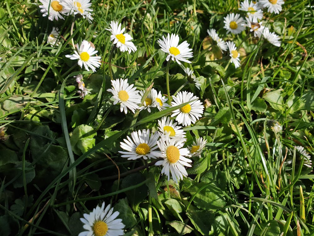 Fotos de stock gratuitas de cabezas de flores, camomila, césped