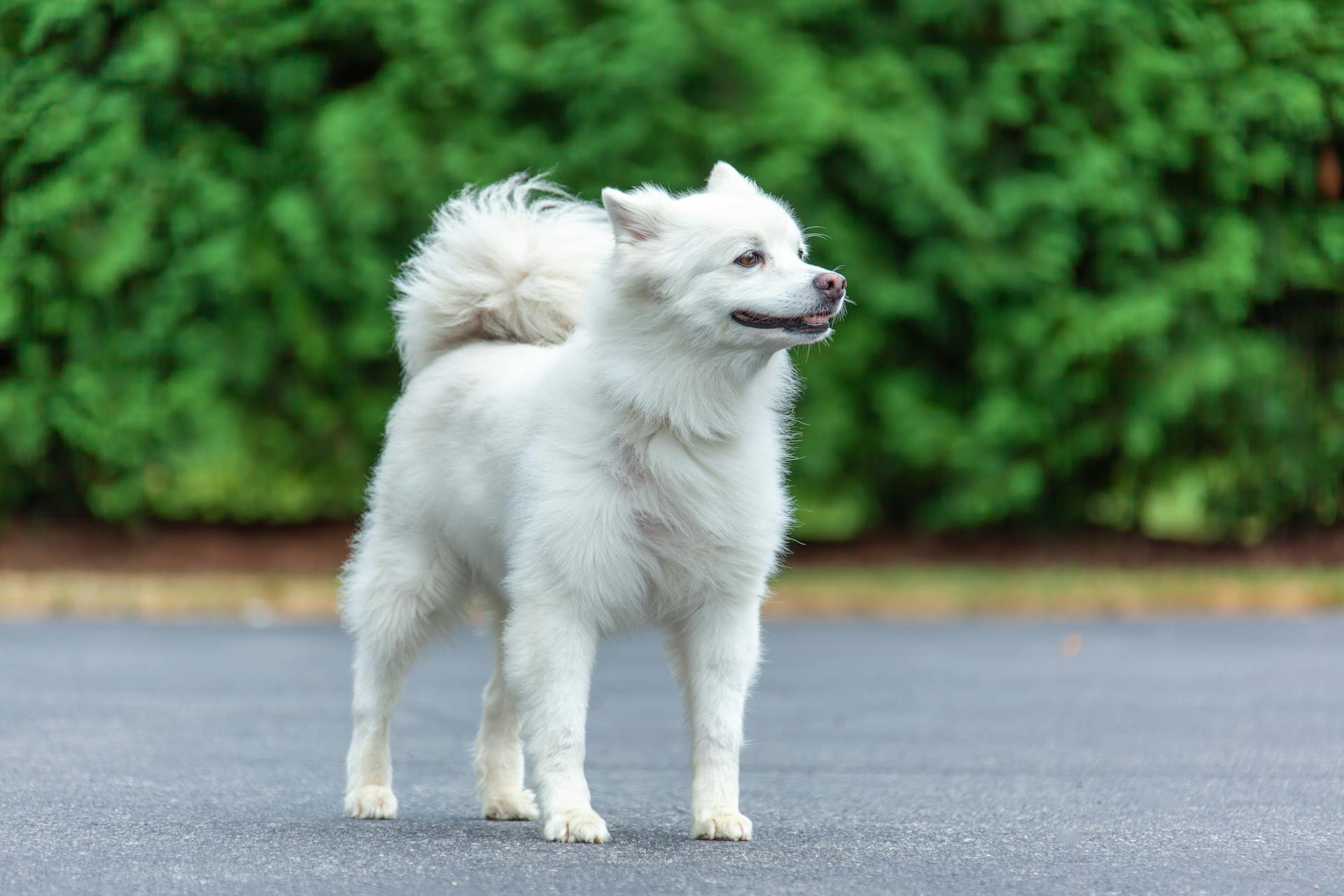 Chien esquimau américain