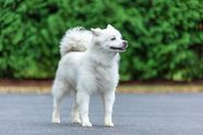 Eskimo Dog Eskimo Dog