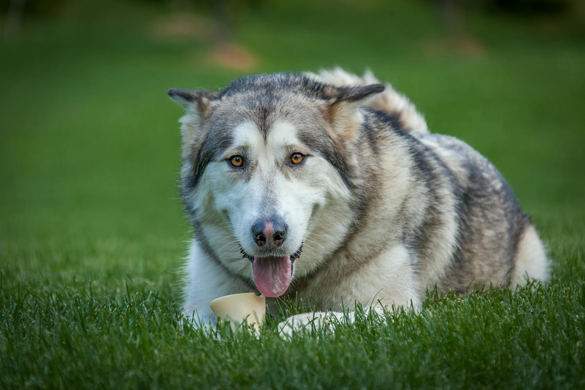 De Alaskan Malamute ligt in het gras