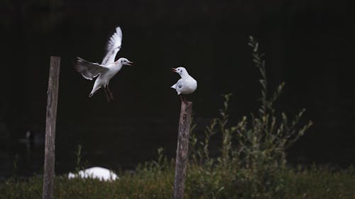 Two Seagulls on a Field 