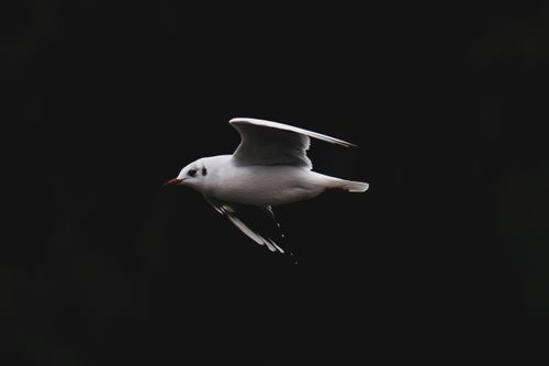 Free A serene seagull glides through the air, captured against a black backdrop. Stock Photo