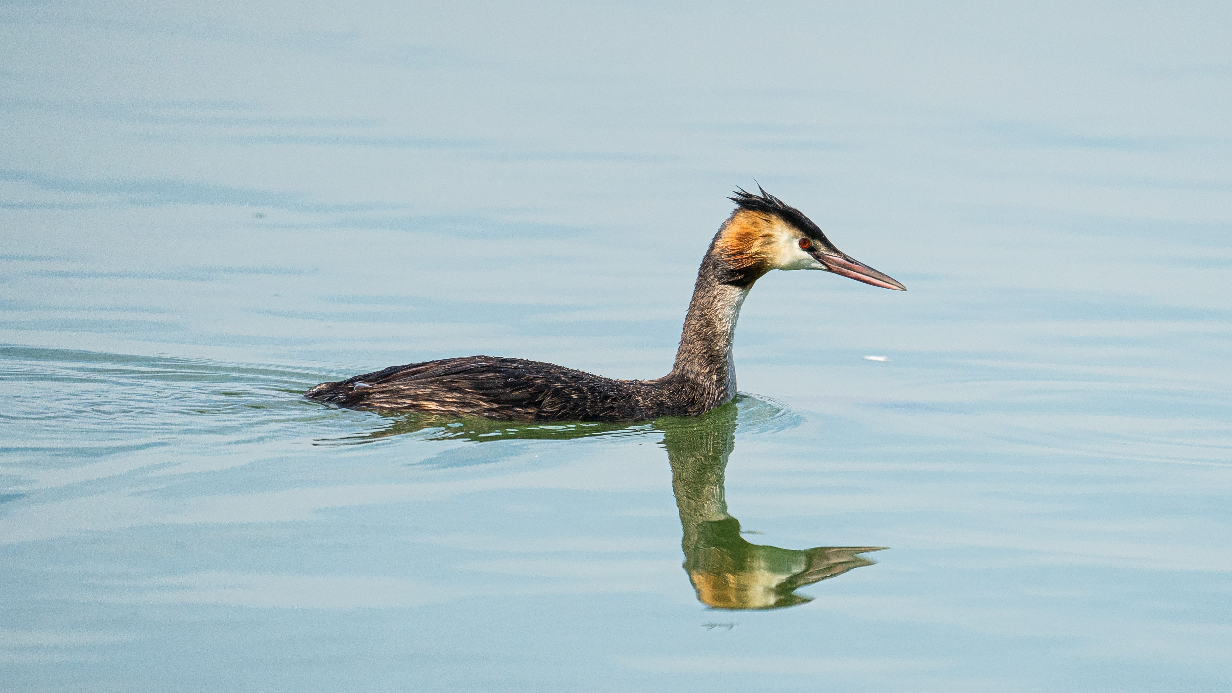 Grebe Bird in Water · Free Stock Photo