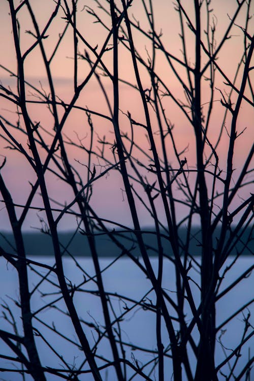 Бесплатное стоковое фото с branches, sunset in the field, tree branches