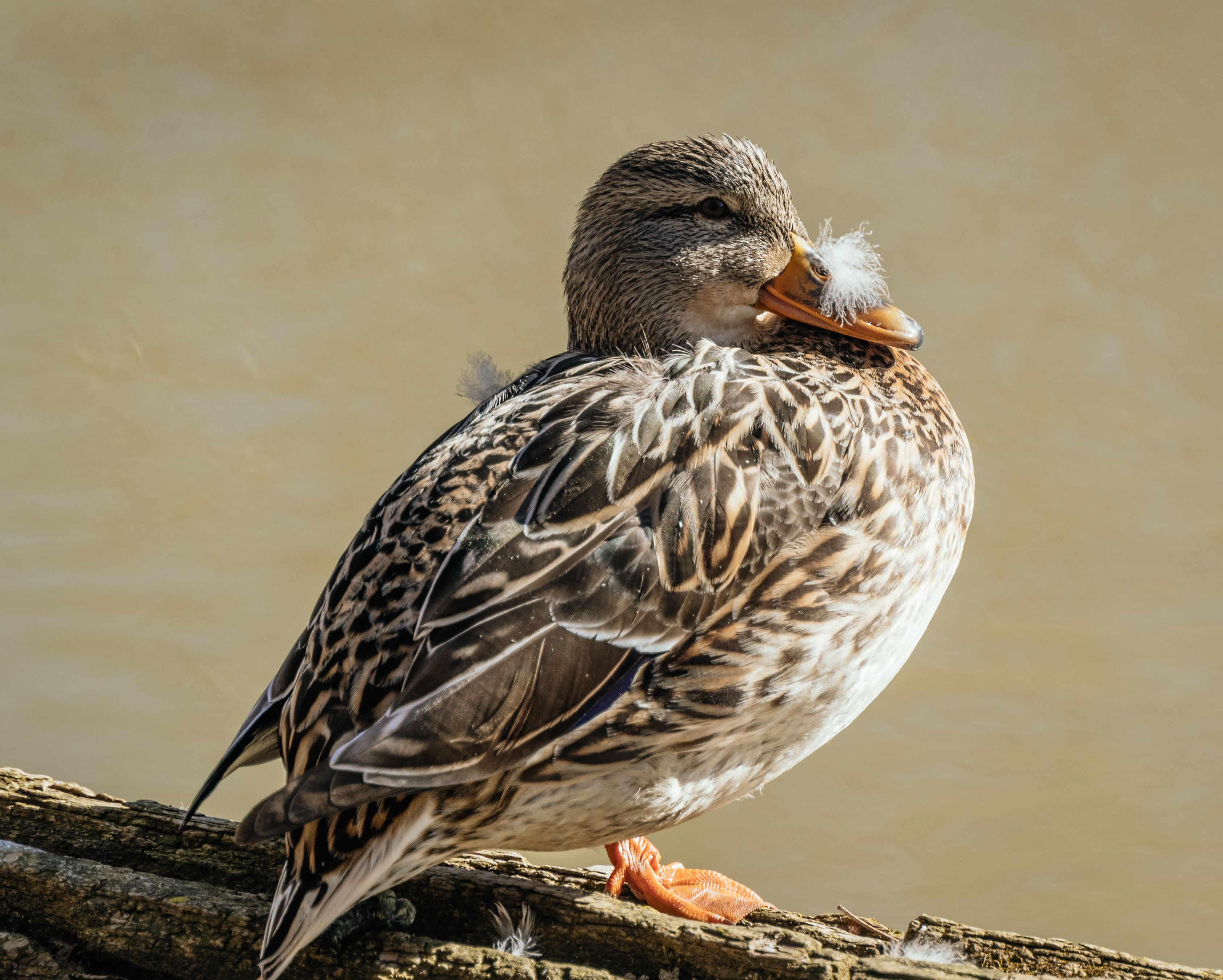 Close-up of a Duck · Free Stock Photo