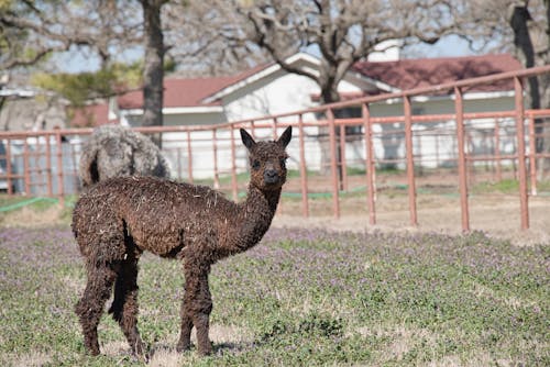 Free stock photo of animal, llama, mammal