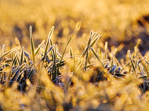 Free stock photo of frost, morning, morning light