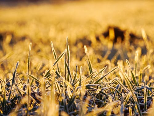 Бесплатное стоковое фото с мороз, пшеница, солнечный свет