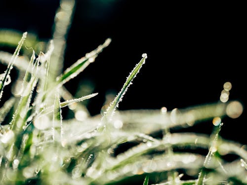 Free stock photo of frost, green, wheat