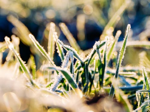 Free stock photo of frost, morning, morning light