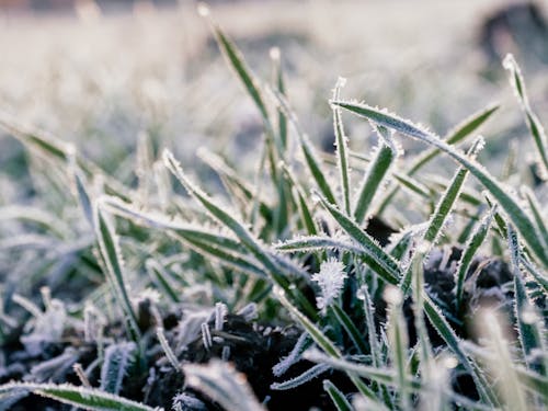 Free stock photo of cold, frost, wheat