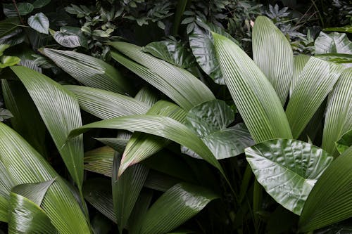 Tropical Plants Lush 