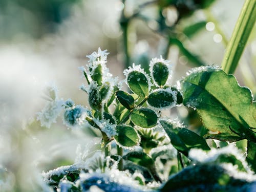 감기, 강간, 겨울의 무료 스톡 사진