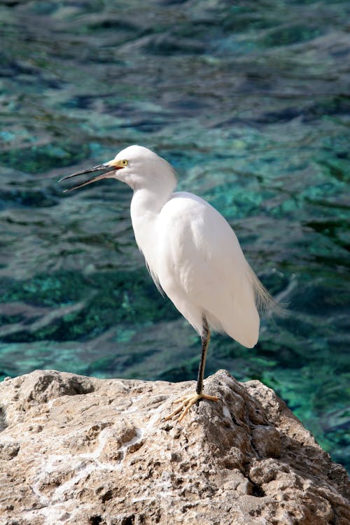 Close up of Egret