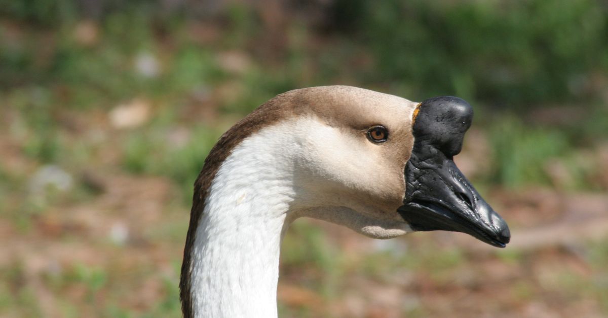 Profile view of a Chinese goose in a rural outdoor setting.