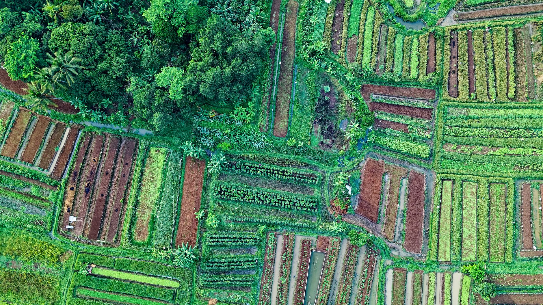Top View Photo of Cropland