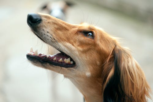 Free stock photo of animal portrait, dog, happy dog Stock Photo