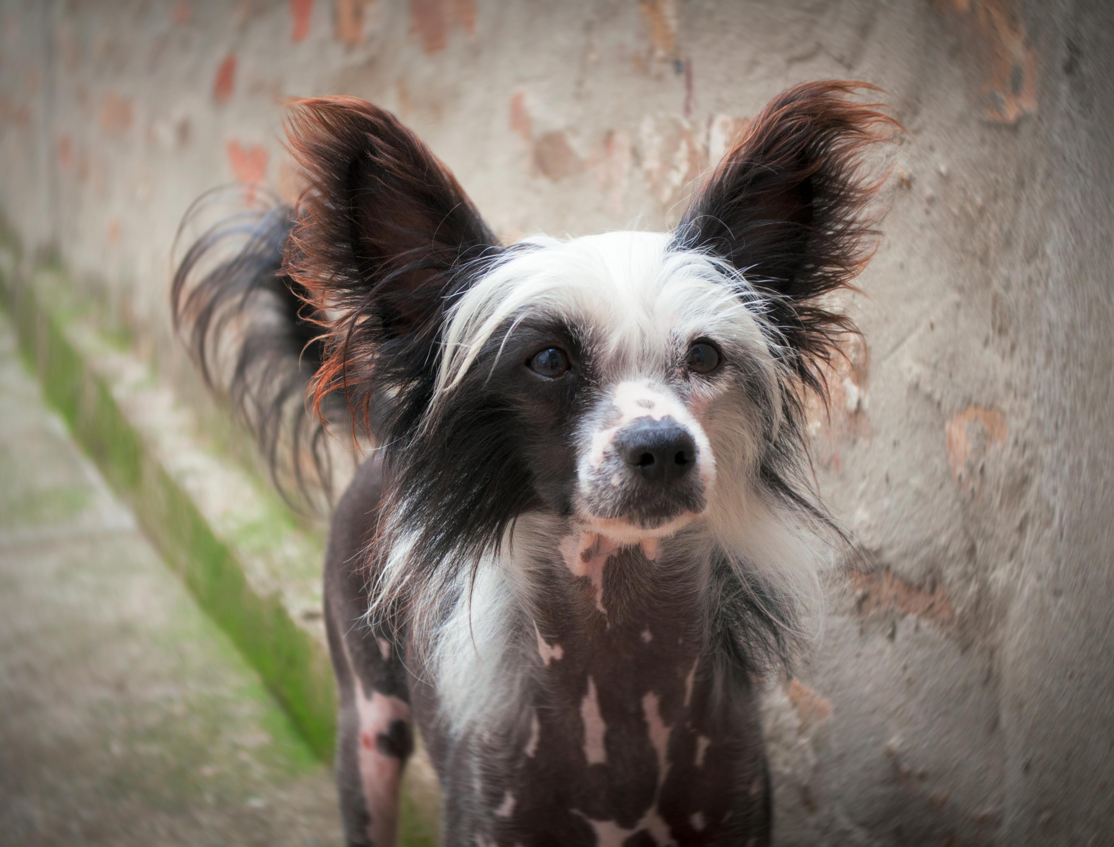 Free stock photo of animal portrait, chinese crested dog, dog portraits