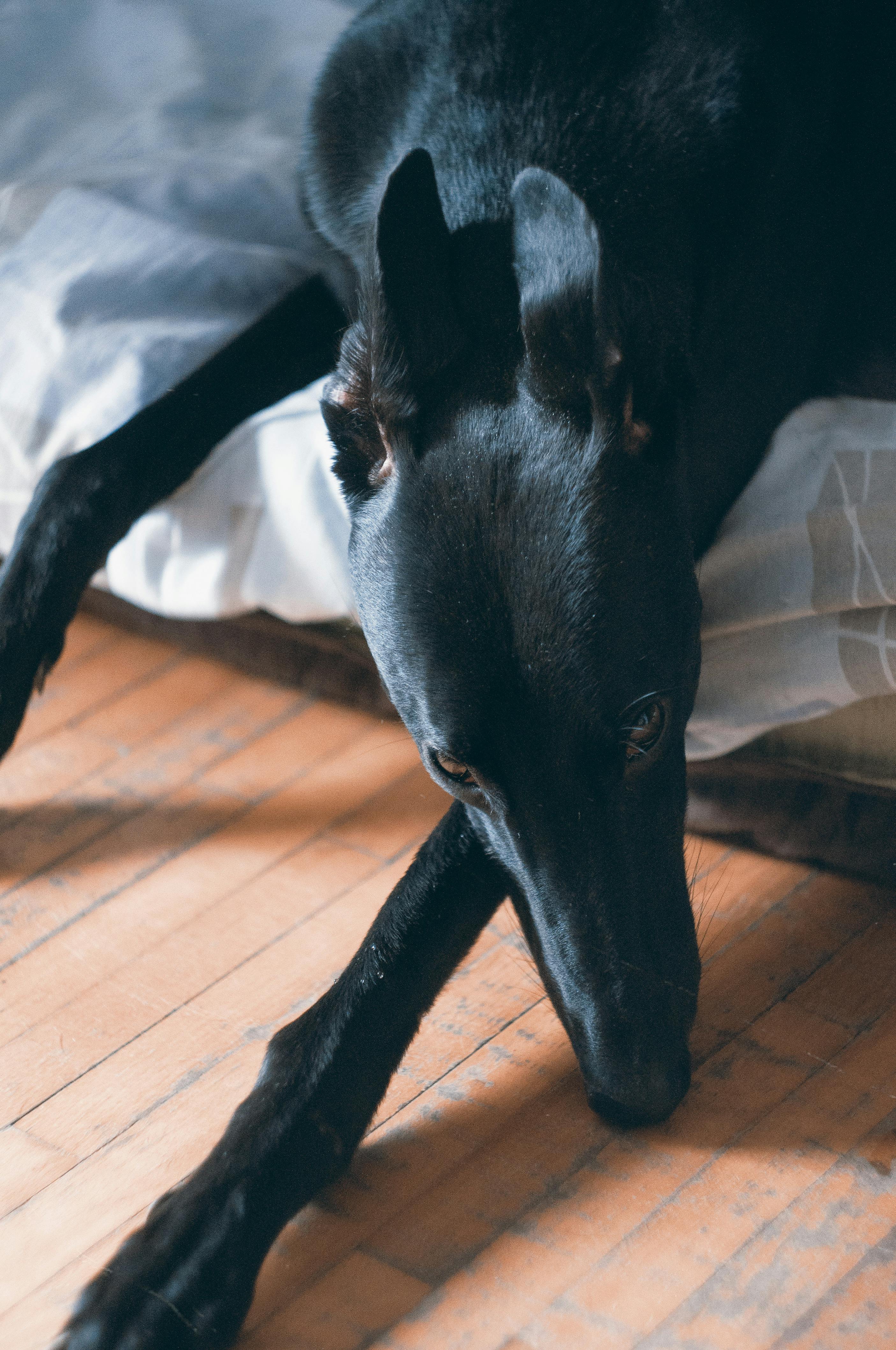 Foto Stok Gratis Tentang Anjing Greyhound Anjing Hitam Anjing