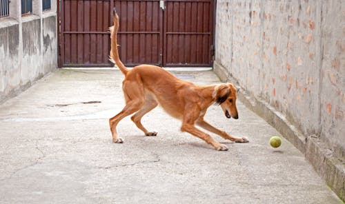 Free stock photo of ball, dog, dog playing Stock Photo