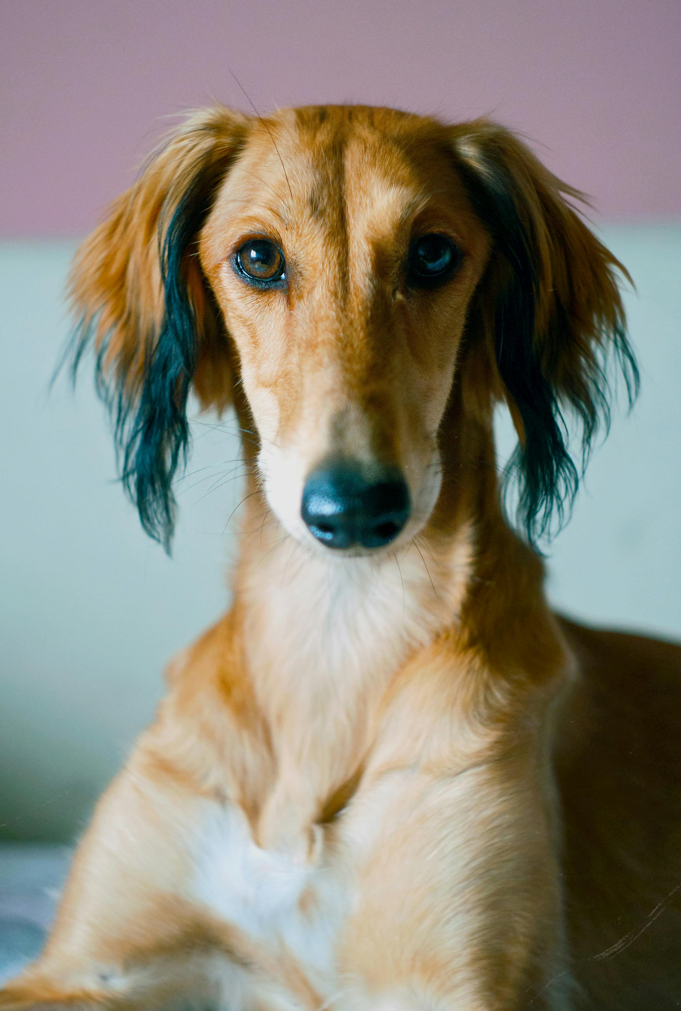 portrait photo of persian greyhound