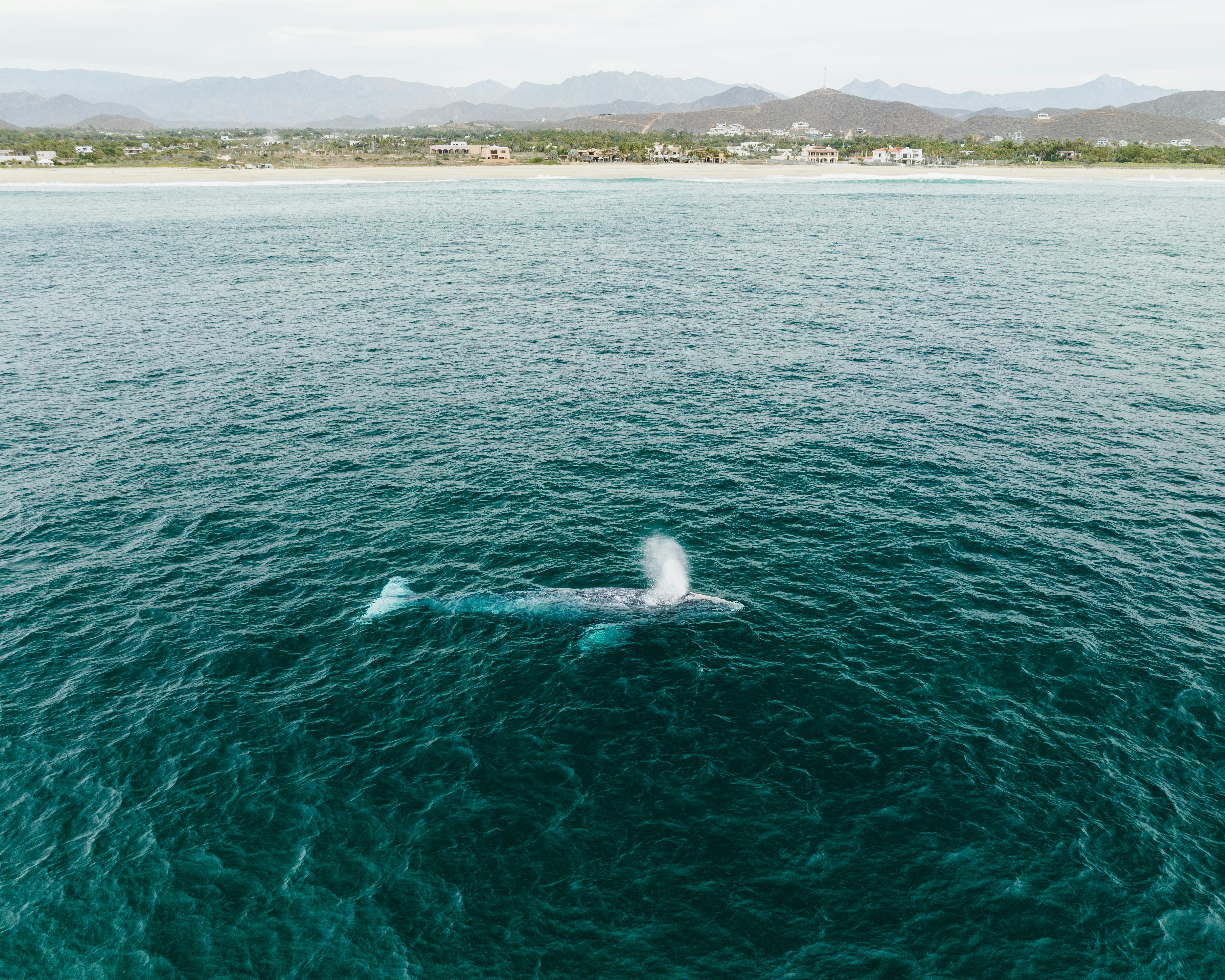 Blue Whale Spout Mirissa Sri Lanka – Whale Watching Mirissa Sri Lanka