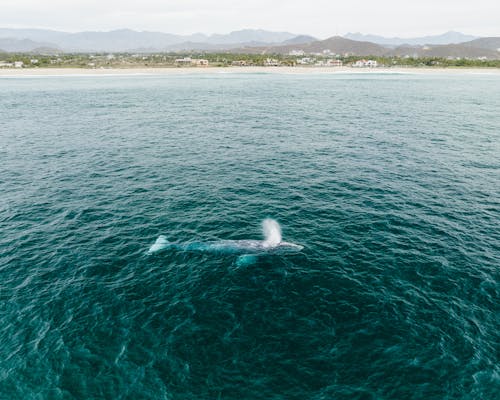 Foto profissional grátis de animal, baleia, costa