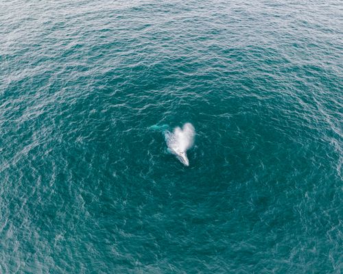 Free Drone shot of a whale surfacing in the ocean near El Pescador, Mexico. Stock Photo