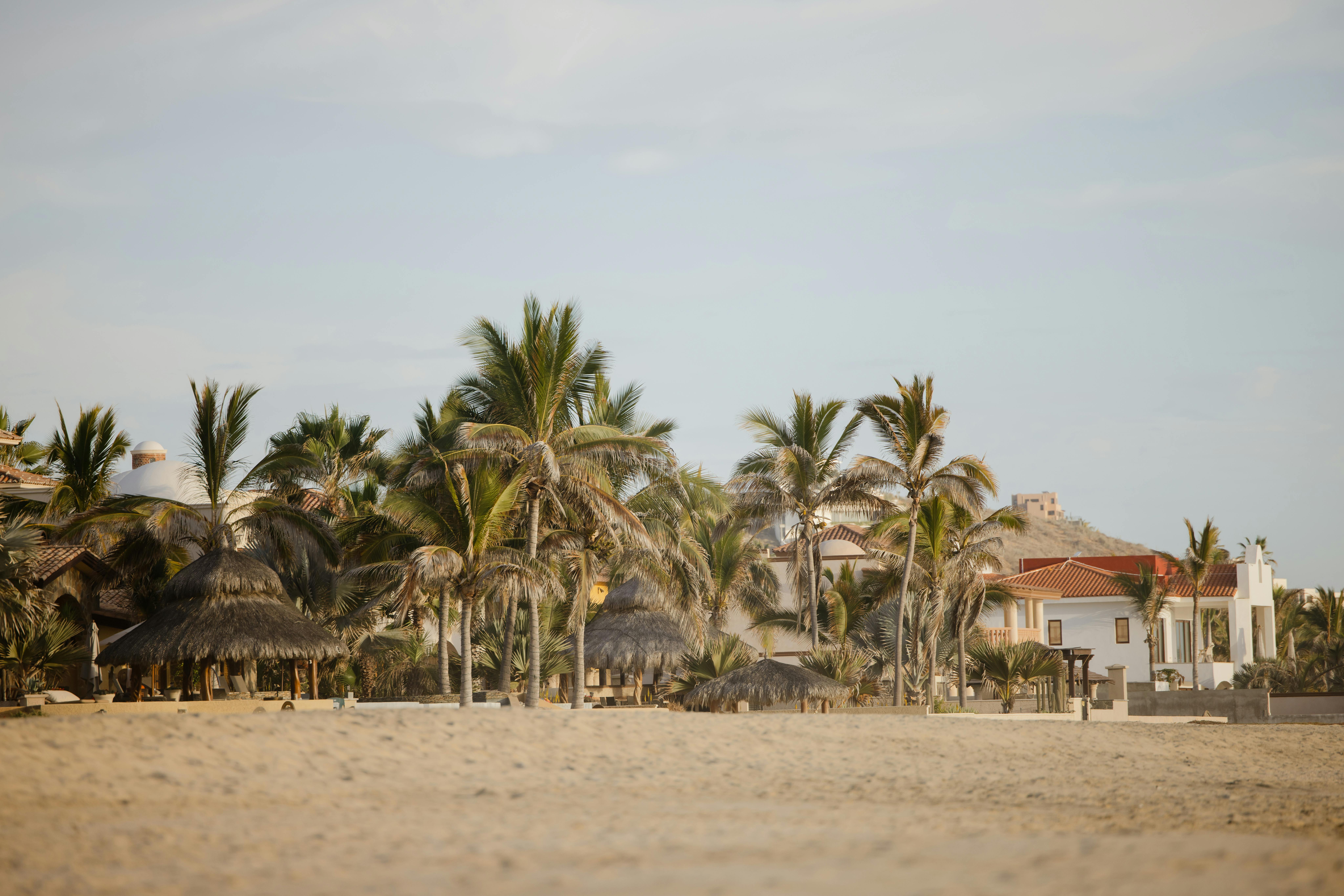 Palm Trees around Beach in Village · Free Stock Photo, image size:1124x750