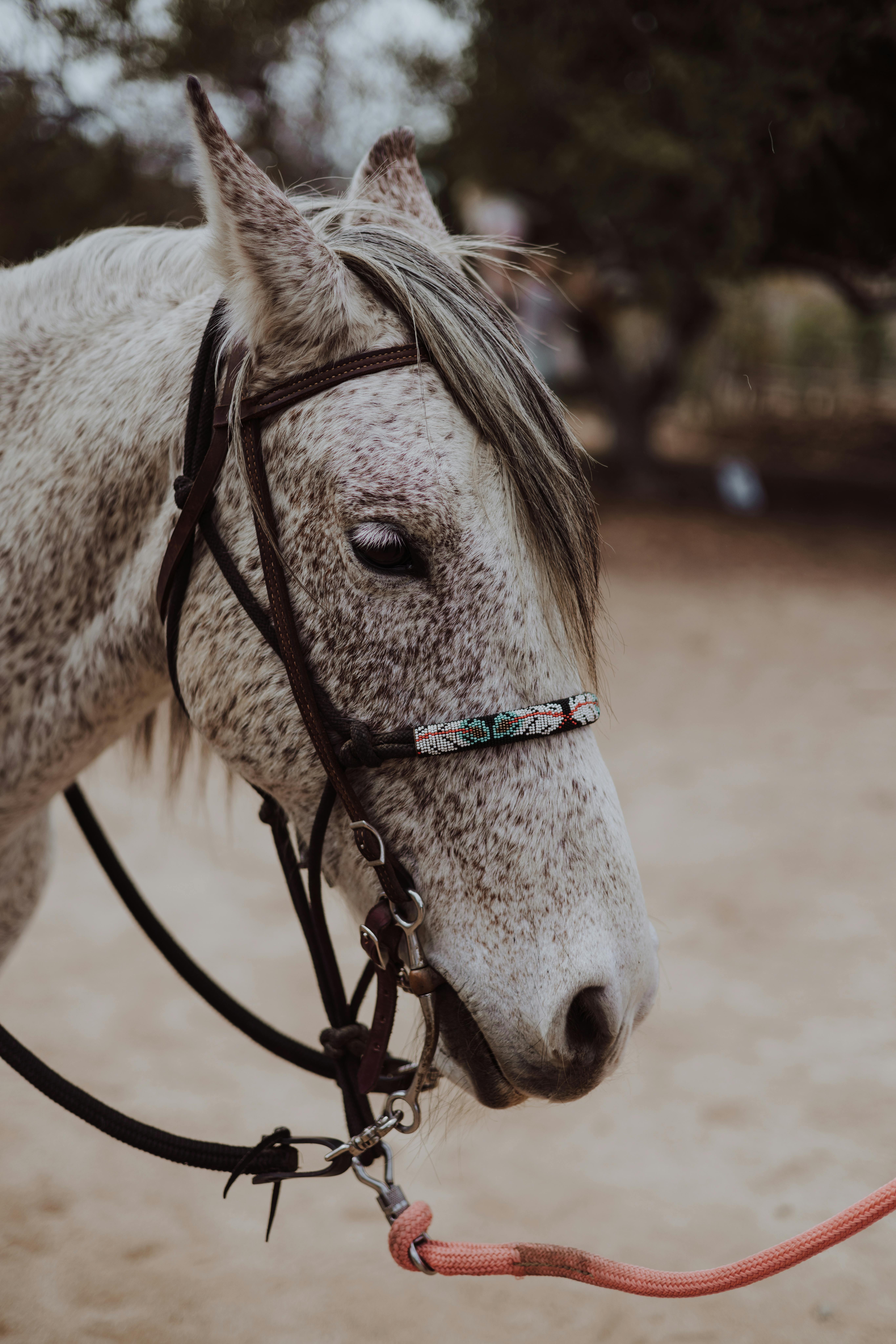 Horse Head in Harness · Free Stock Photo