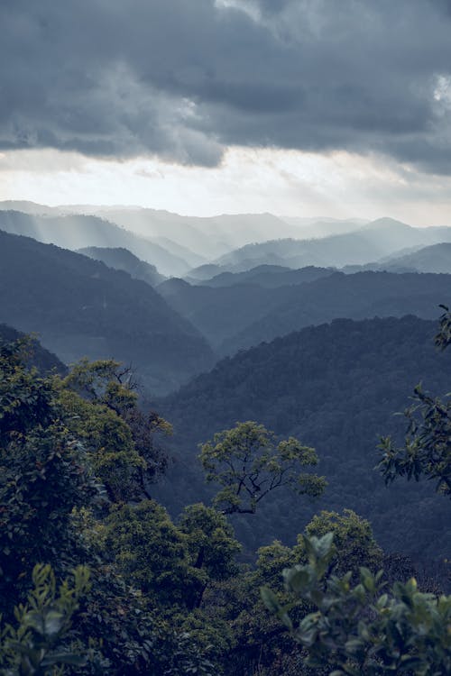 Landscape of Mountains Covered in Trees 