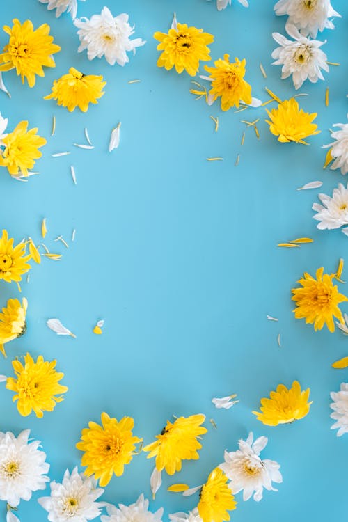 White and Yellow Flower Heads on Blue Background 