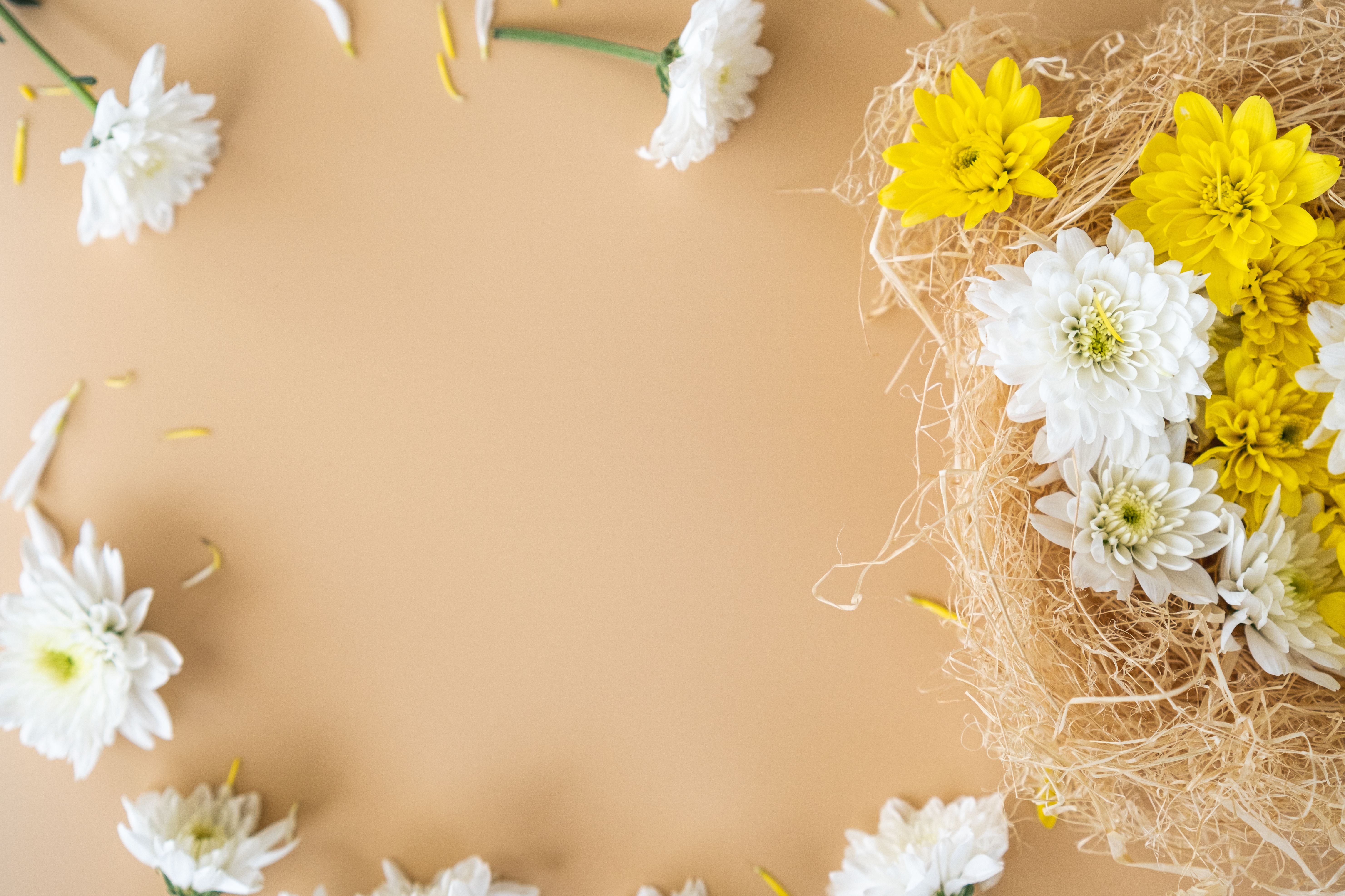 Yellow and white chrysanthemum flowers elegantly arranged on a beige backdrop, offering a serene and decorative floral display.
