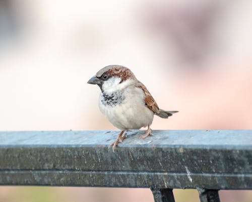 Close-up of a Sparrow Perching on a Fence 