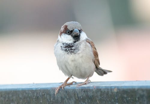 Close-up of a Sparrow 