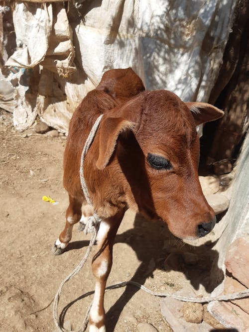 Darmowe zdjęcie z galerii z cielę, krowa, nowo narodzony