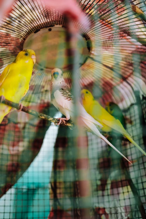 Small colorful birds in a cage
